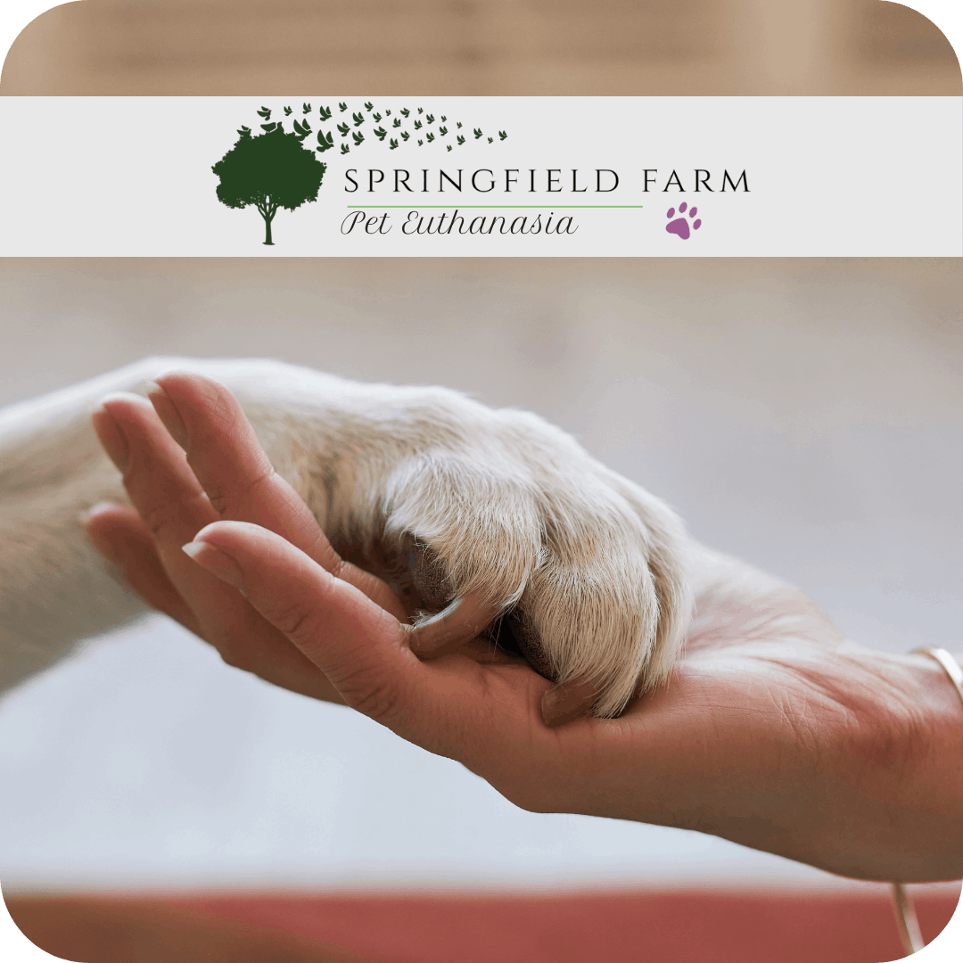 emergency-home-cat-euthanasia-manchester